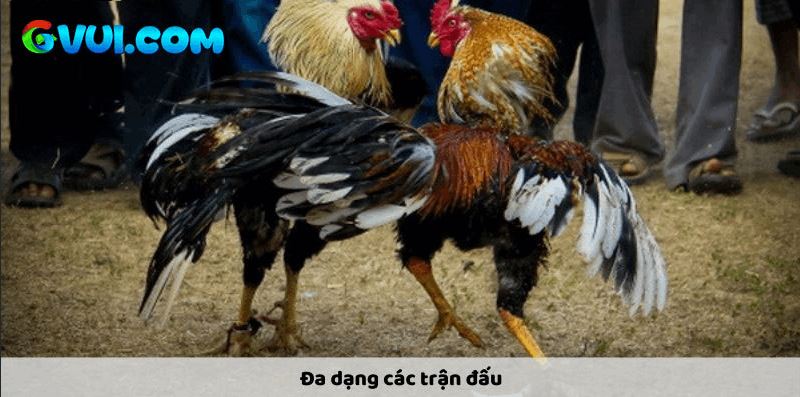 GVUI.COM - Địa Chỉ Xem Đá Gà Online Uy Tín, Chất Lượng Nhất Hiện Nay - Ảnh 3
