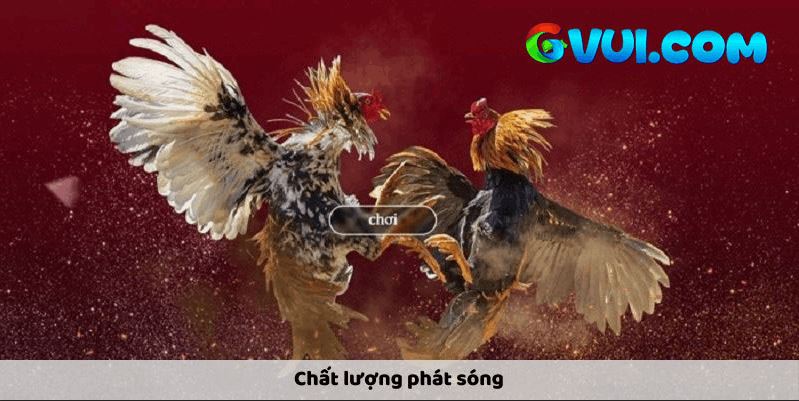 GVUI.COM - Địa Chỉ Xem Đá Gà Online Uy Tín, Chất Lượng Nhất Hiện Nay - Ảnh 4
