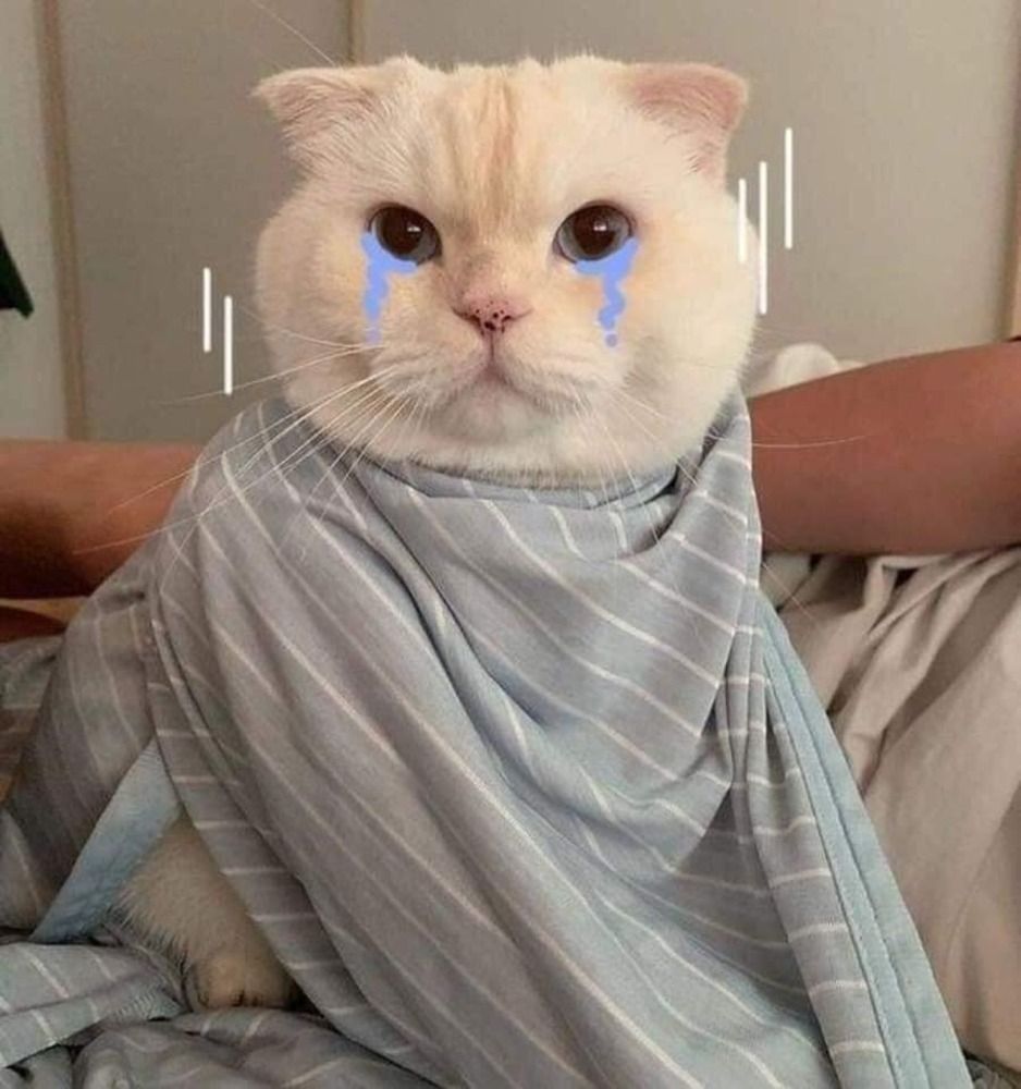 Ảnh Mèo Khóc Cute Nhất