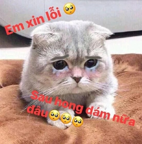 Bé mèo xin lỗi