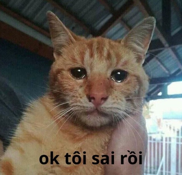 Chế ảnh mèo khóc ok