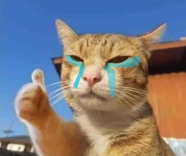 Con mèo vừa khóc vừa thả like
