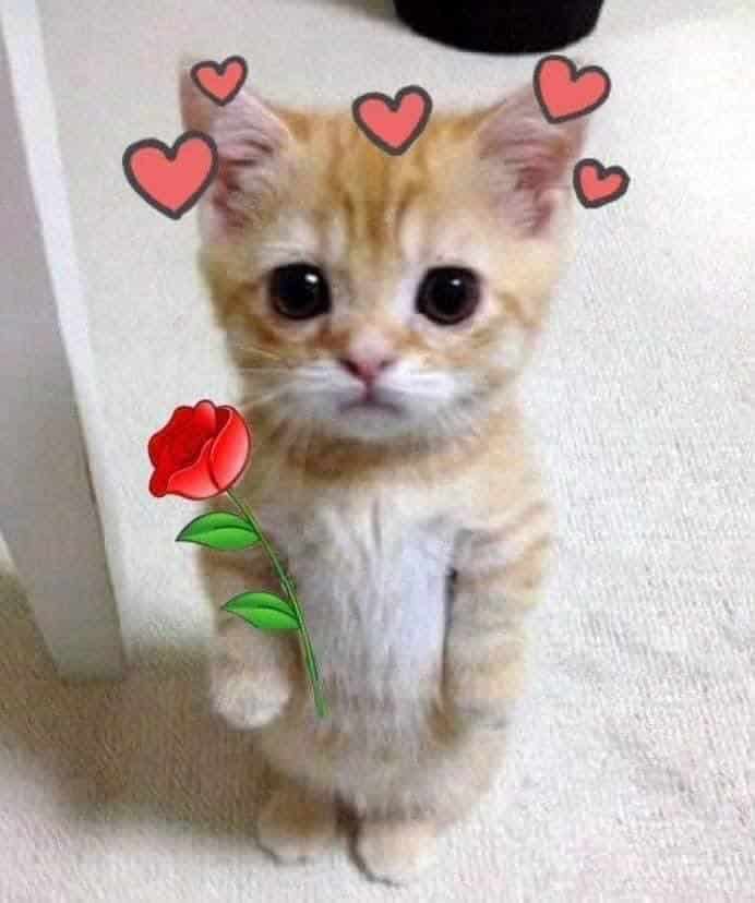 Hình Mèo Tặng Hoa Cực Dễ Thương