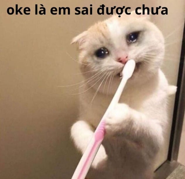 Hình chế mèo khóc Ok
