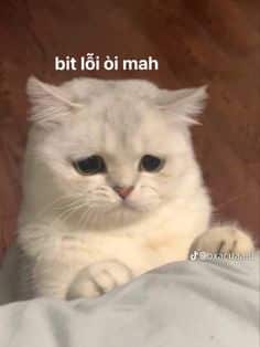 Mèo Cute Xin Lỗi