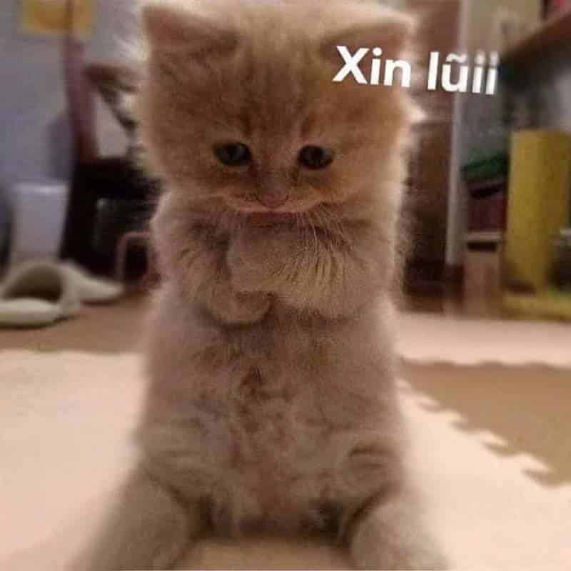 Mèo Xin Lỗi