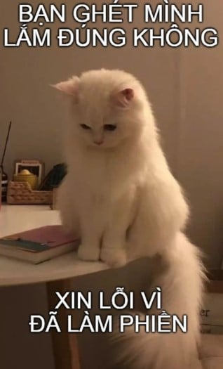 Xin lỗi đã làm phiền