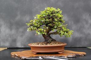 Địa chỉ bán cây cảnh uy tín nhất tại TP Hà Tĩnh