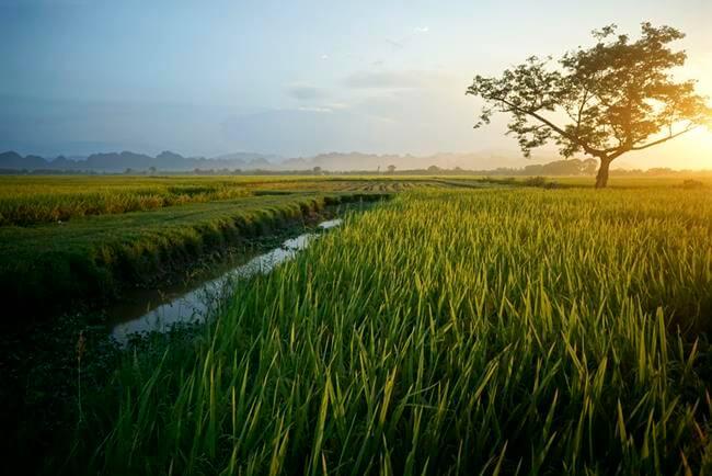 Hình minh họa