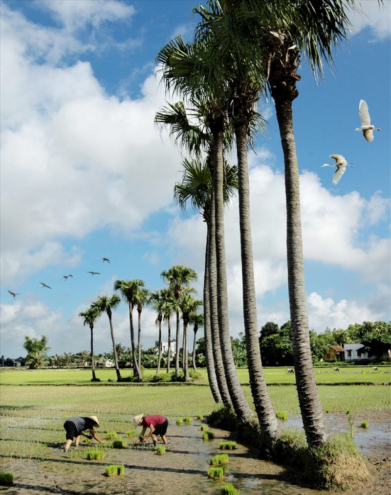 Hình minh họa