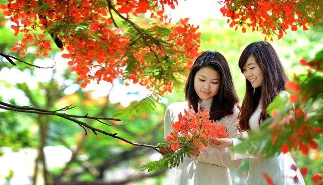 Xác phượng khắp sân trường đỏ hồng như xác pháo