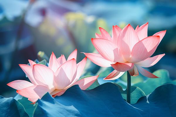Tháng năm đánh thức mùa sen nở