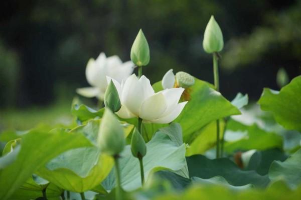 Những cánh sen trắng nơi cõi trần