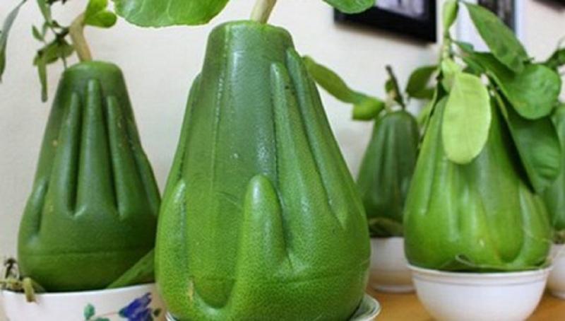 Bưởi bàn tay Phật