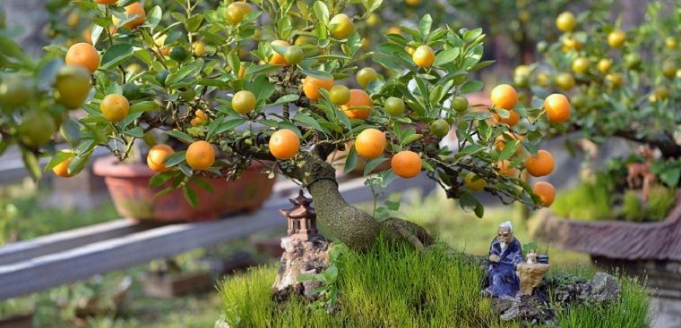 Cây quất Tết âm lịch