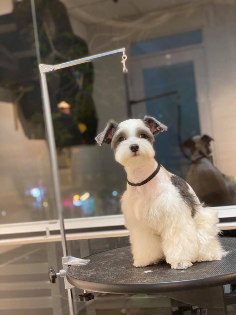 Chu’s Pet Store - Pet Grooming & Pet Hotel
