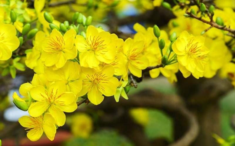 Thuyết minh về Tết nguyên đán bài 6