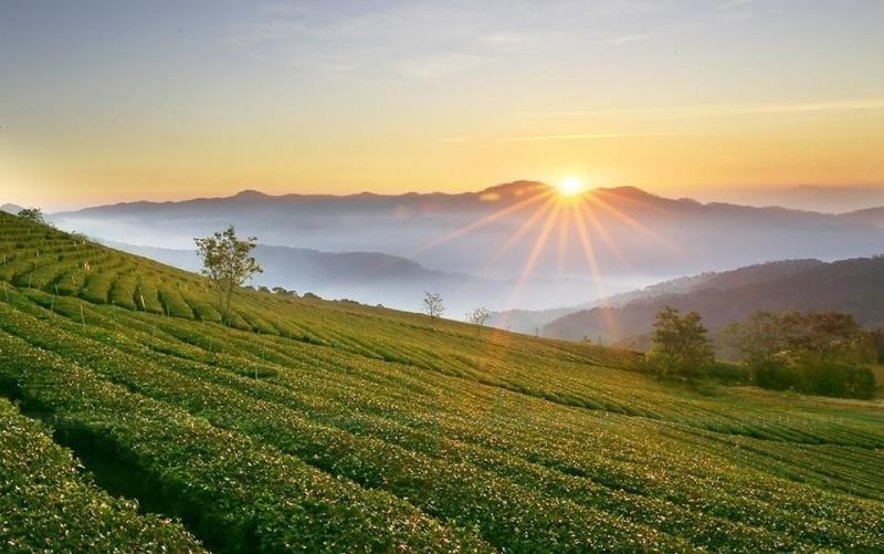 Đón bình minh trên đồi chè xanh ngát, mênh mông
