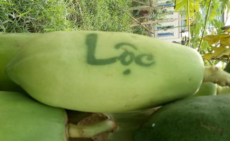 Đu đủ in chữ