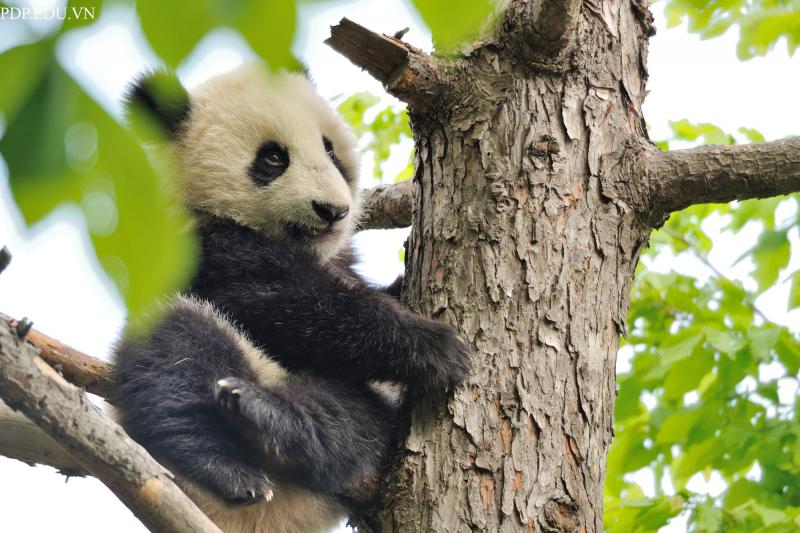 Gấu trúc có rất ít kẻ thù trong tự nhiên