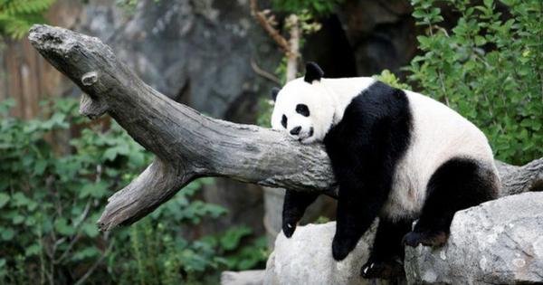 Gấu trúc có thể sống từ 20 – 30 năm, con gấu trúc “thọ” nhất là 38 tuổi