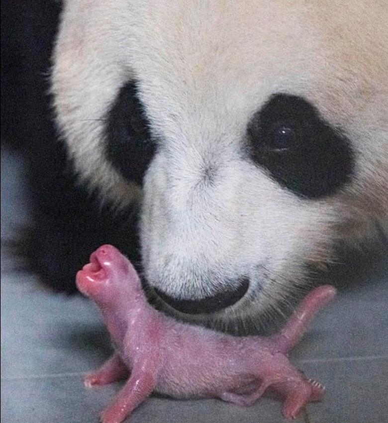 Gấu trúc mới sinh không có màu đen và trắng