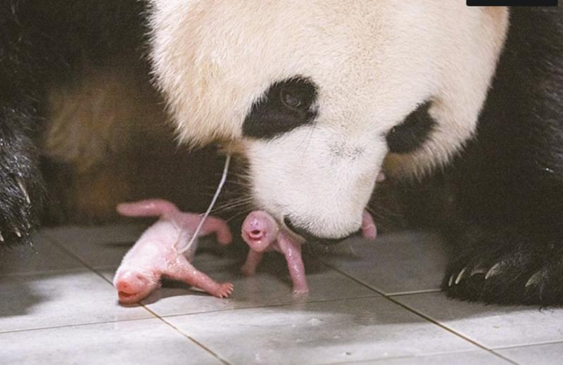 Gấu trúc mới sinh không có màu đen và trắng
