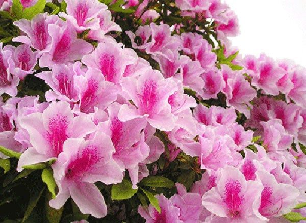 Hoa đỗ quyên - Quốc hoa của Nepal