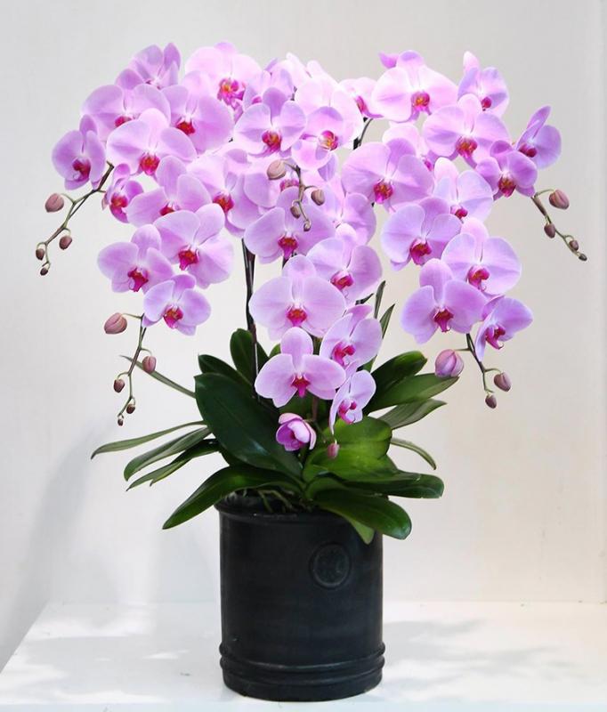 Hoa lan Tết âm lịch