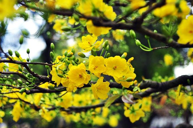 Hoa mai Tết âm lịch