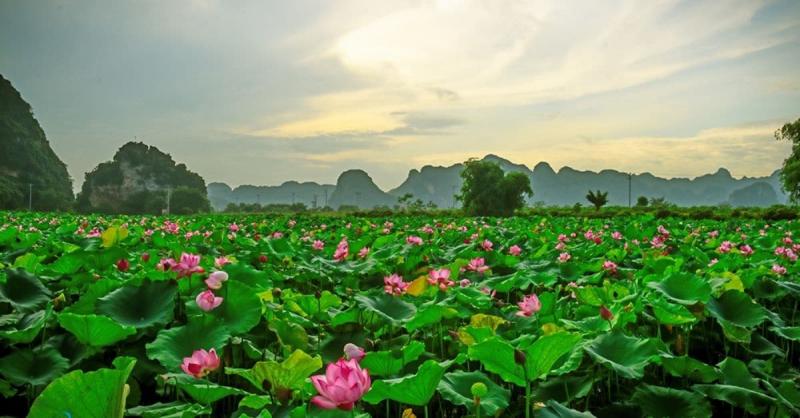 Dàn ý cho bài văn tả cảnh đầm sen vào mùa hoa nở