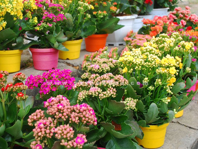 Hoa sông đời với nhiều màu sắc đa dạng