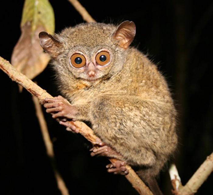 Khỉ lùn Tarsiidae