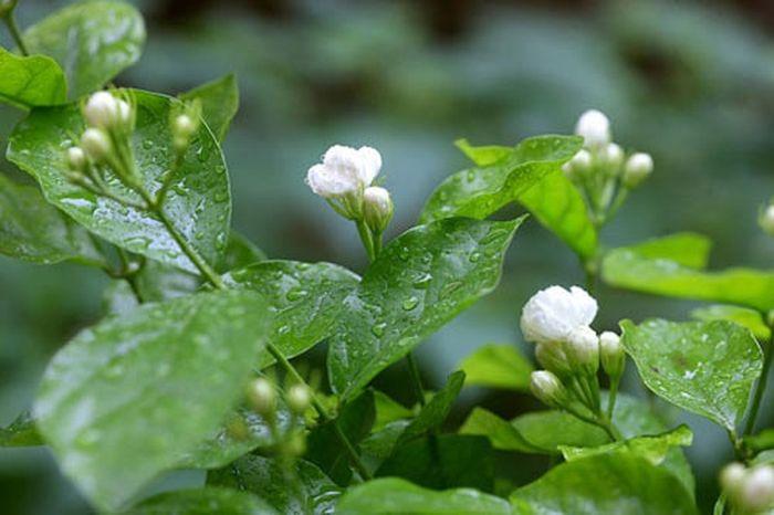 Mùa đông về nhớ người thương