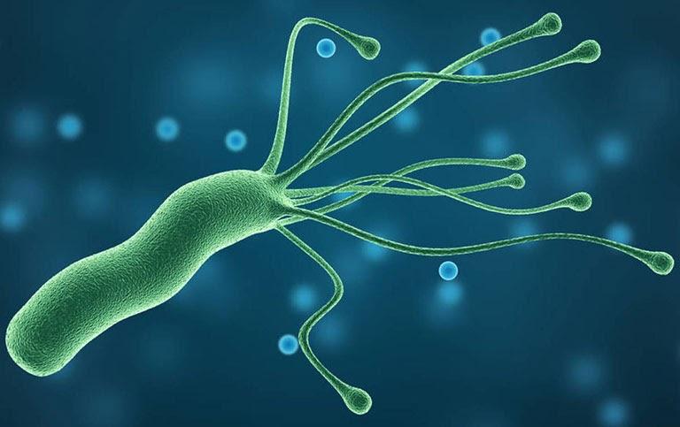 Nhiễm khuẩn H.pylori là nguyên nhân chủ yếu gây bệnh loét dạ dày - tá tràng
