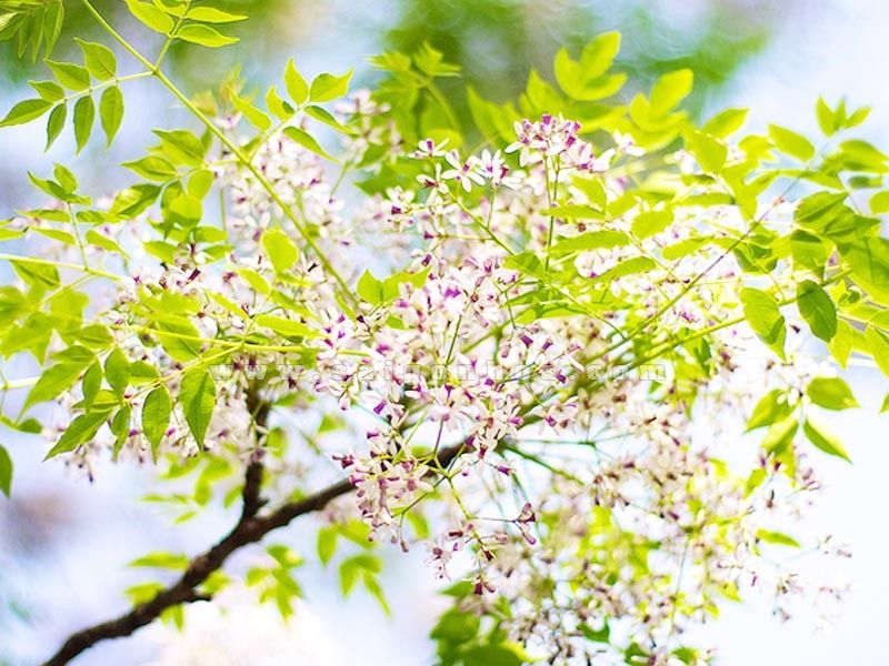 Mưa tháng ba