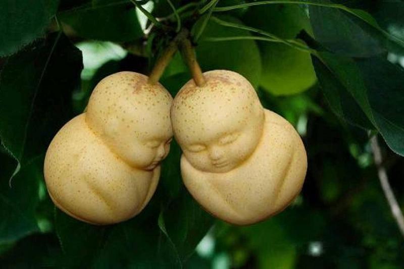 Gia của loại quả này cũng rất đắt