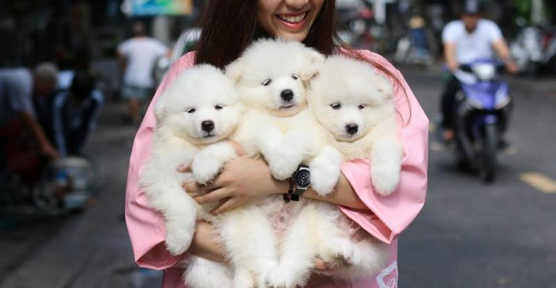 Ritdo - Pet Cafe & Spa
