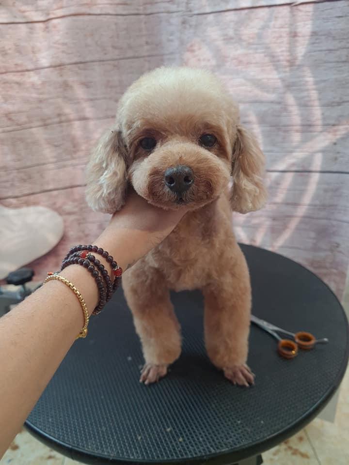 Soc Pet Grooming