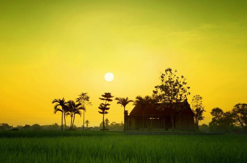 Cảnh nông ngày vụ