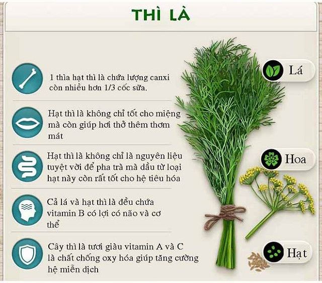Thì là tốt cho hệ tiêu hóa