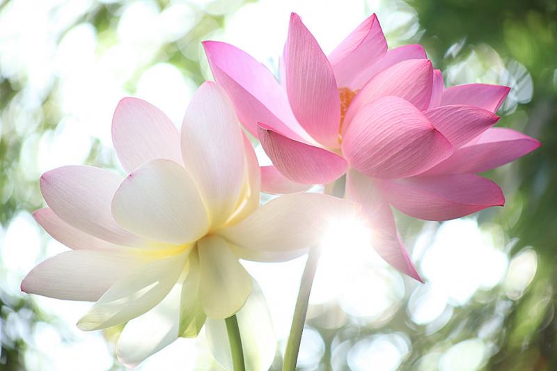 Dàn ý cho bài văn tả cảnh đầm sen vào mùa hoa nở